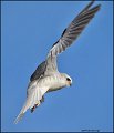 _1SB9810 white-tailed kite